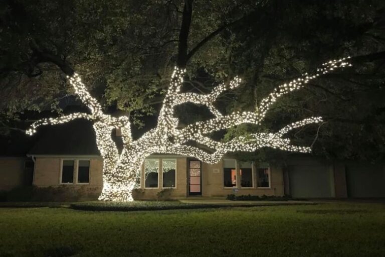 Tree branches wrapped in warm white lights